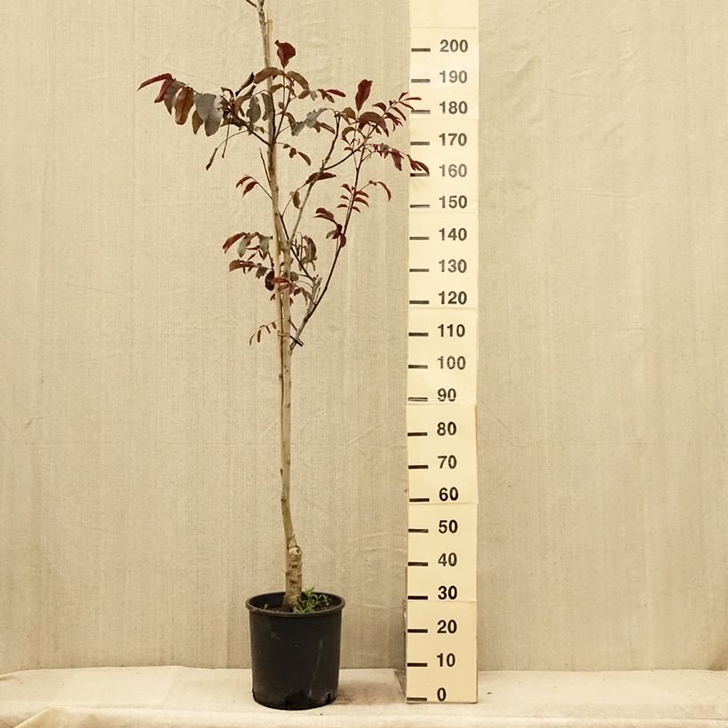 Common Walnut Purpurea - Juglans regia 18L/20L pot, Sapling sample as delivered in summer