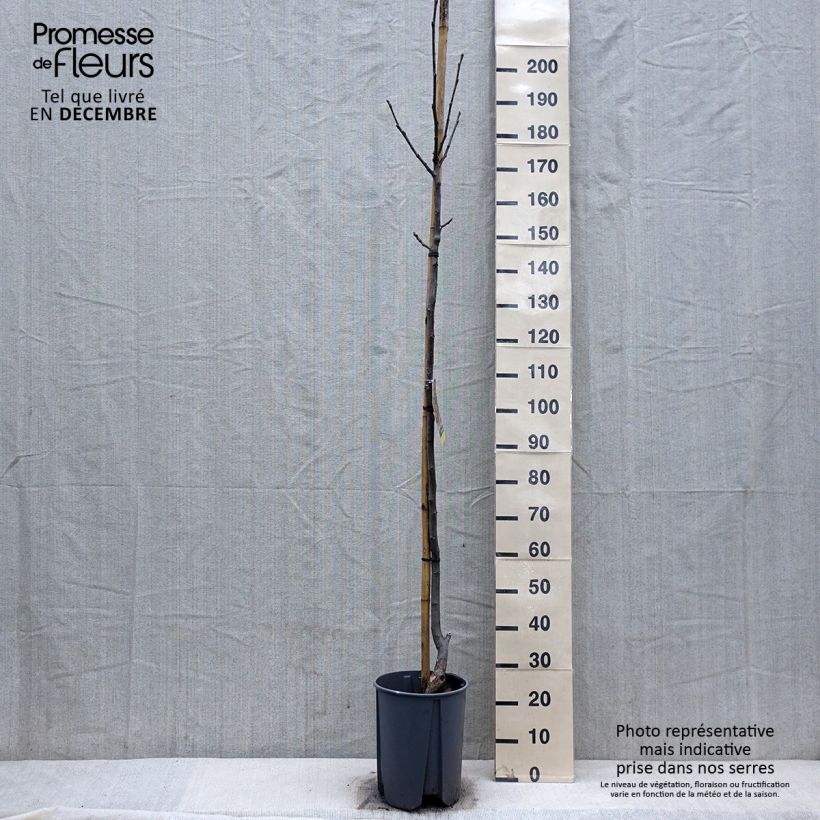 Common Walnut Franquette - Juglans regia 7.5L/10L pot, Half standard sample as delivered in winter