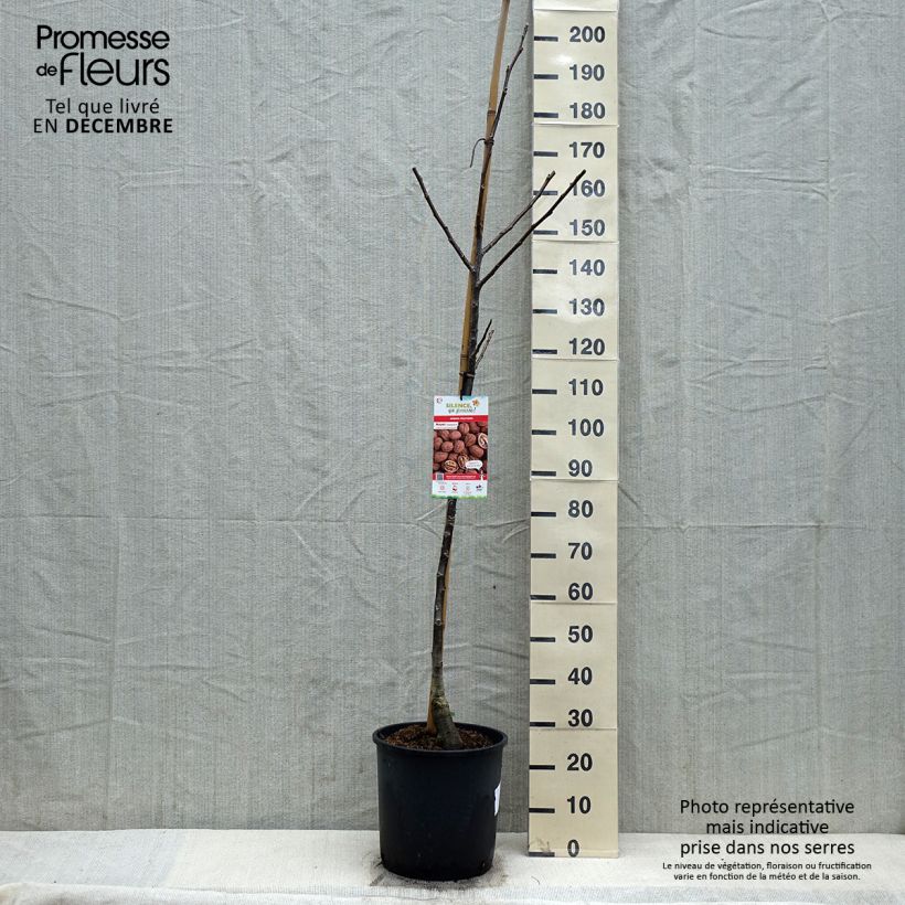 Common Walnut Franquette - Juglans regia 7.5L/10L pot, Sapling sample as delivered in winter