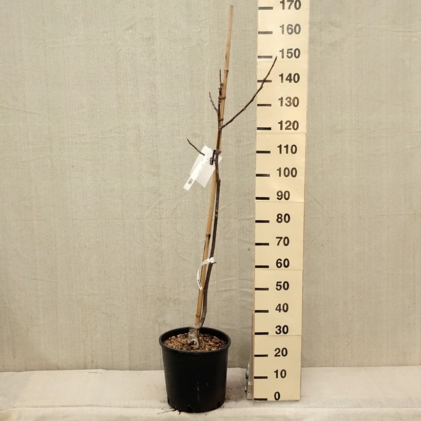 Common Walnut Franquette - Juglans regia 7.5L/10L pot, Sapling sample as delivered in spring