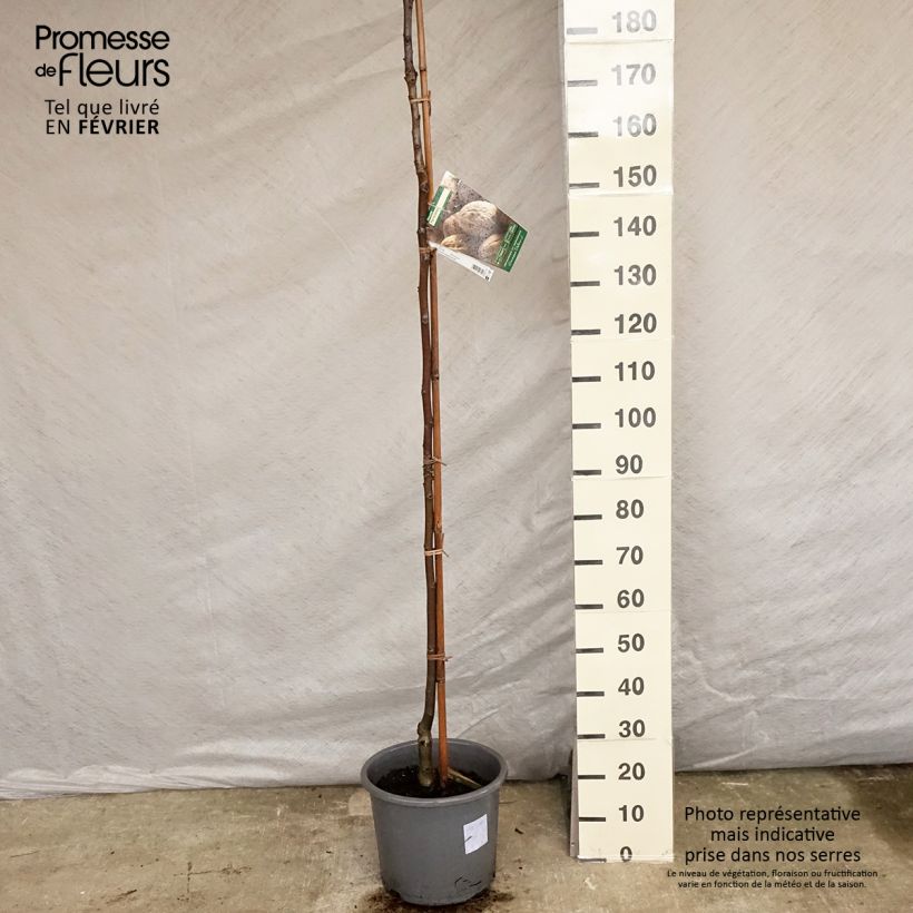 Common Walnut Parisienne - Juglans regia 18L/20L pot, Sapling sample as delivered in winter