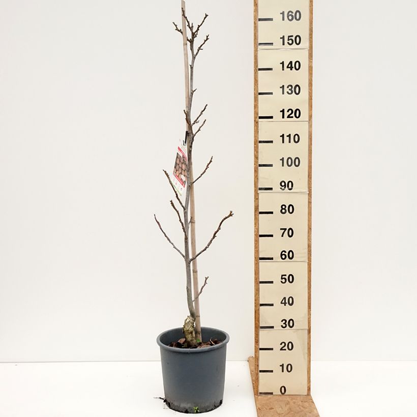 Common Walnut Parisienne - Juglans regia 18L/20L pot, Sapling sample as delivered in autumn