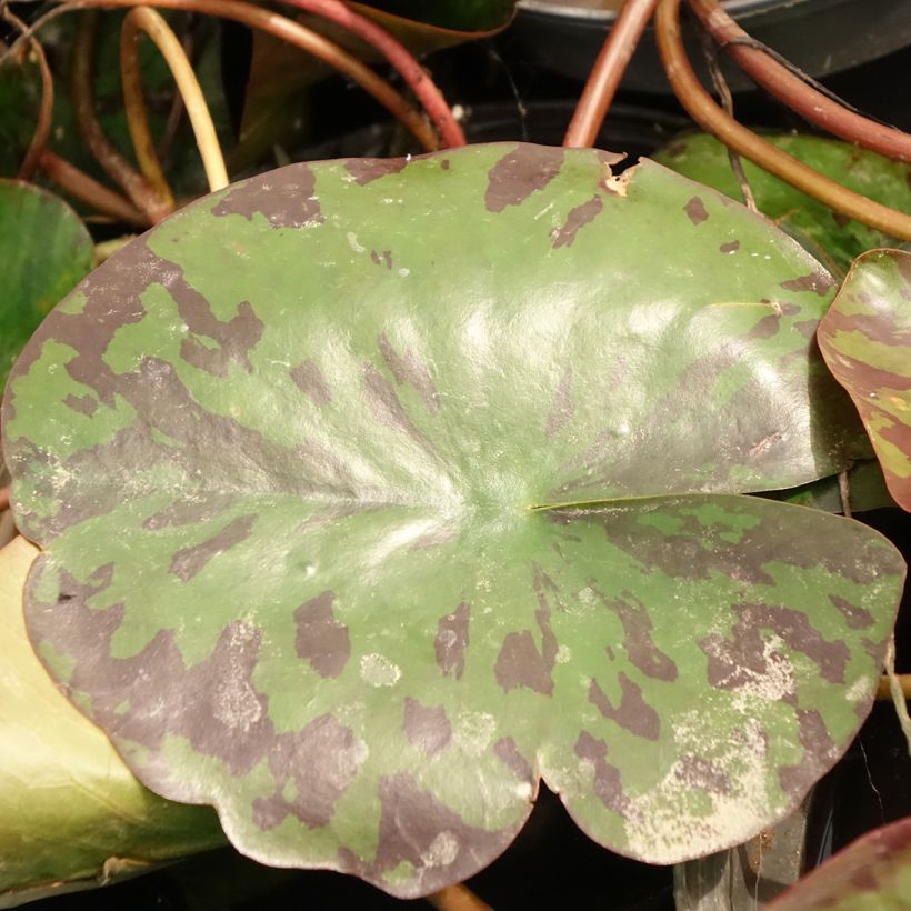 Nymphaea alba Delicata (Foliage)