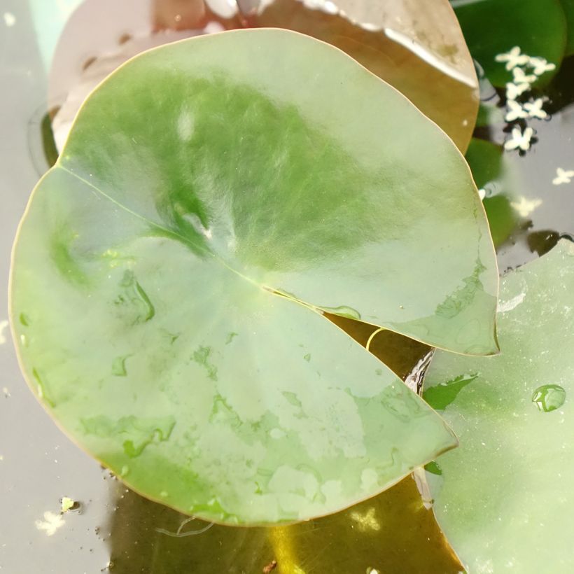 Nymphaea Albatros - Waterlily (Foliage)