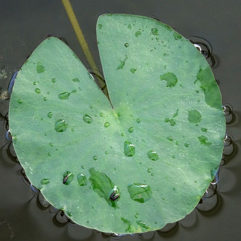 Nymphaea Albatros - Waterlily (Foliage)
