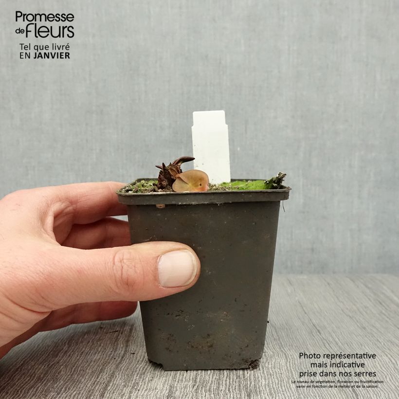 Nymphaea Attraction - Water Lily 8/9 cm pot sample as delivered in winter