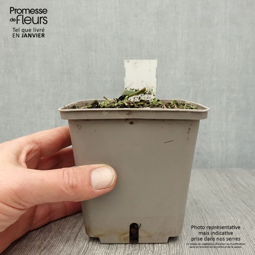 Nymphaea Attraction - Water Lily 1L/1.5L pot sample as delivered in winter