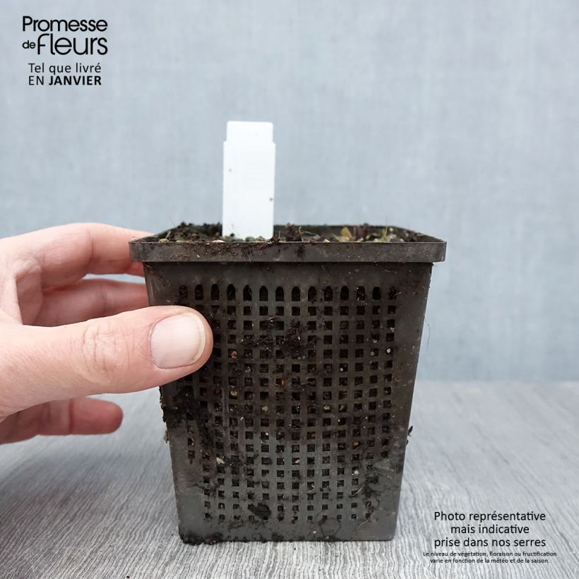 Nymphaea Aurora - Water Lily 8/9 cm pot sample as delivered in winter