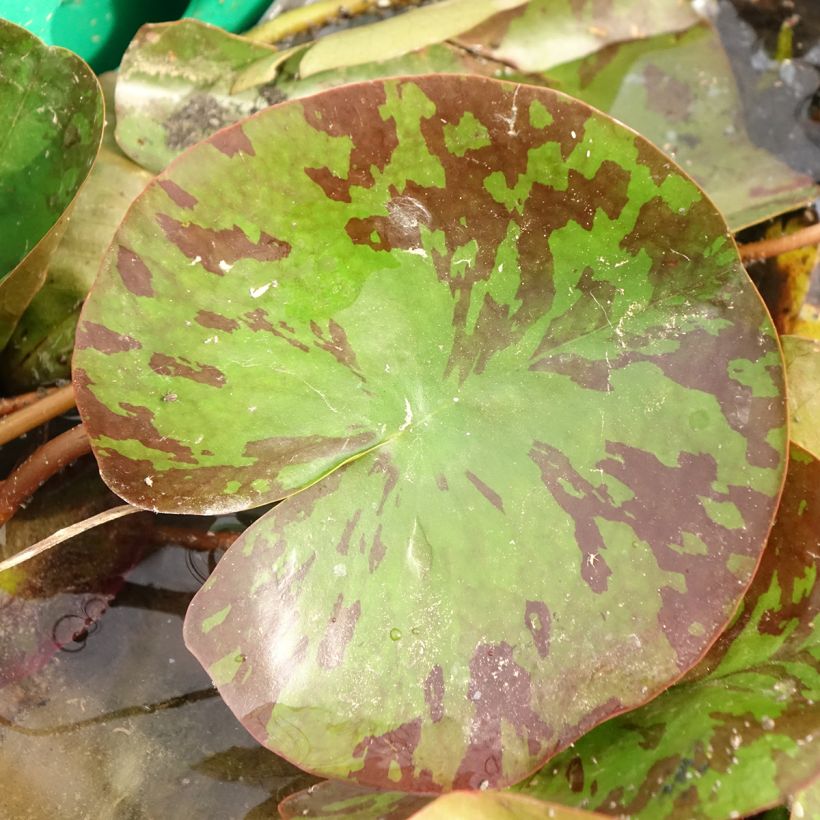 Nymphaea Barbara Davies (Foliage)