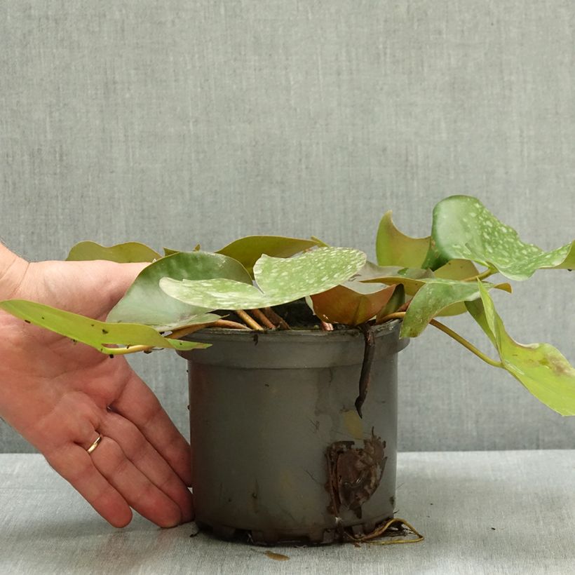 Nymphaea Barbara Davies 1.5L/2L pot sample as delivered in summer
