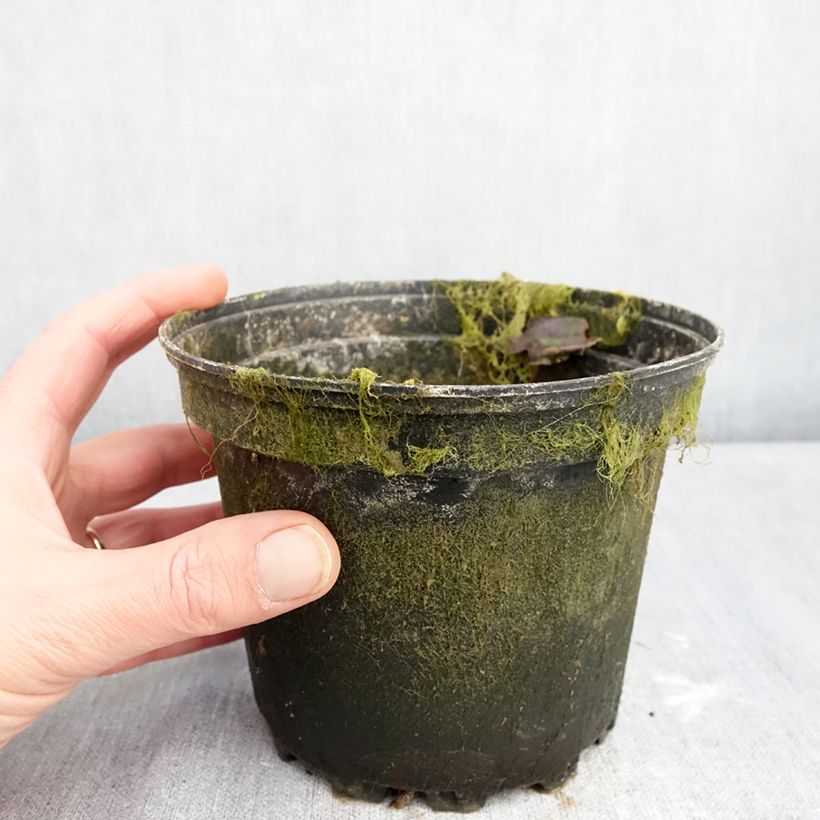 Nymphaea Barbara Davies 1.5L/2L pot sample as delivered in winter