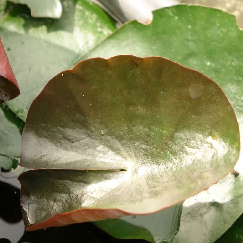 Nymphaea Black Princess - Water Lily (Foliage)
