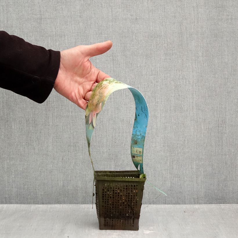 Nymphaea Burgundy Princess - Water Lily 1L/1.5L pot sample as delivered in autumn