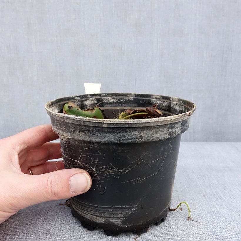 Nymphaea candida 1.5L/2L pot sample as delivered in winter