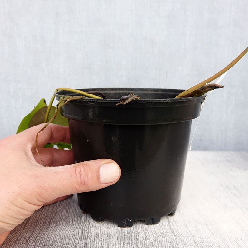 Nymphaea Celebration 1.5L/2L pot sample as delivered in spring