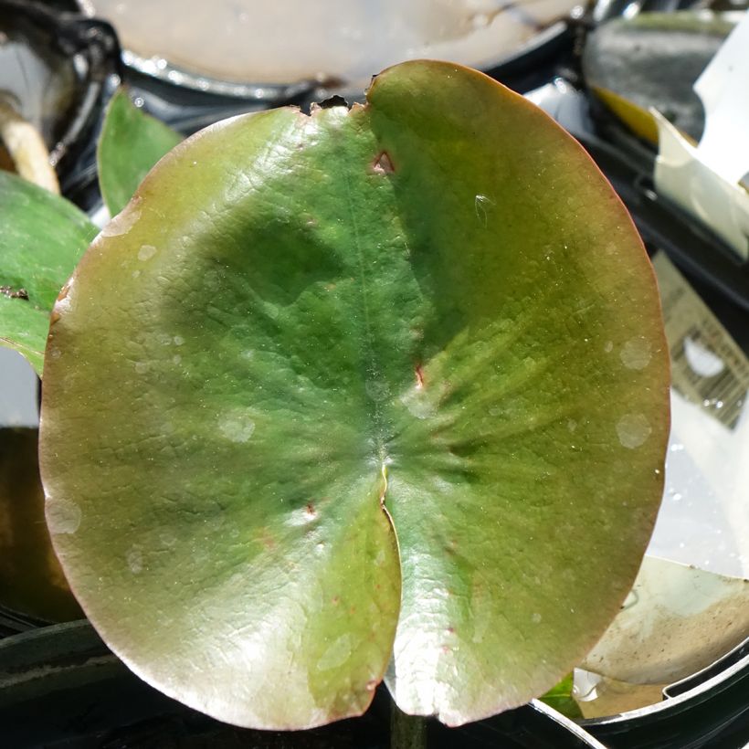 Nymphaea Celebration (Foliage)