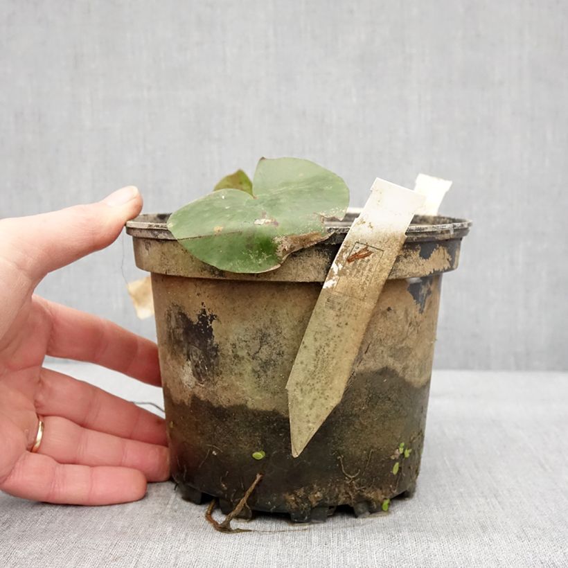 Nymphaea Charlene Strawn 1.5L/2L pot sample as delivered in winter