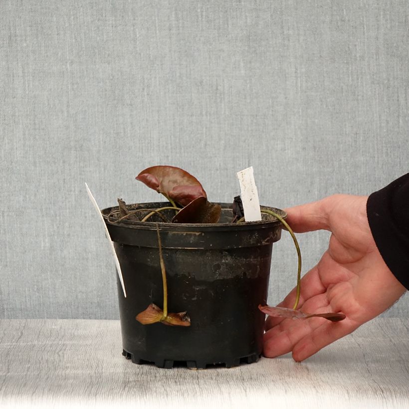Nymphaea Charlene Strawn 1.5L/2L pot sample as delivered in spring