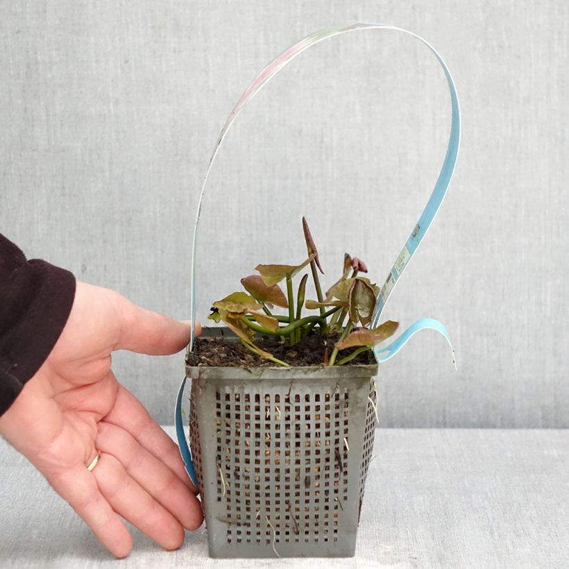 Nymphaea Charles de Meurville - Water Lily 1L/1.5L pot sample as delivered in spring