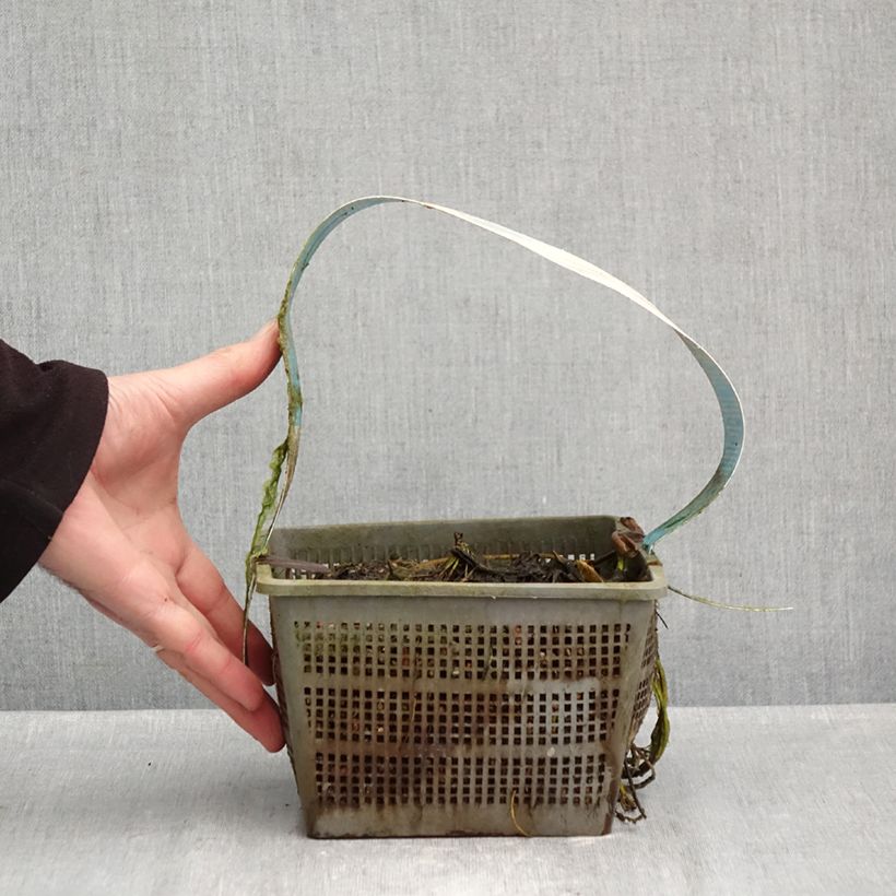 Nymphaea Clyde Ikins - Water Lily 3L/4L pot sample as delivered in autumn