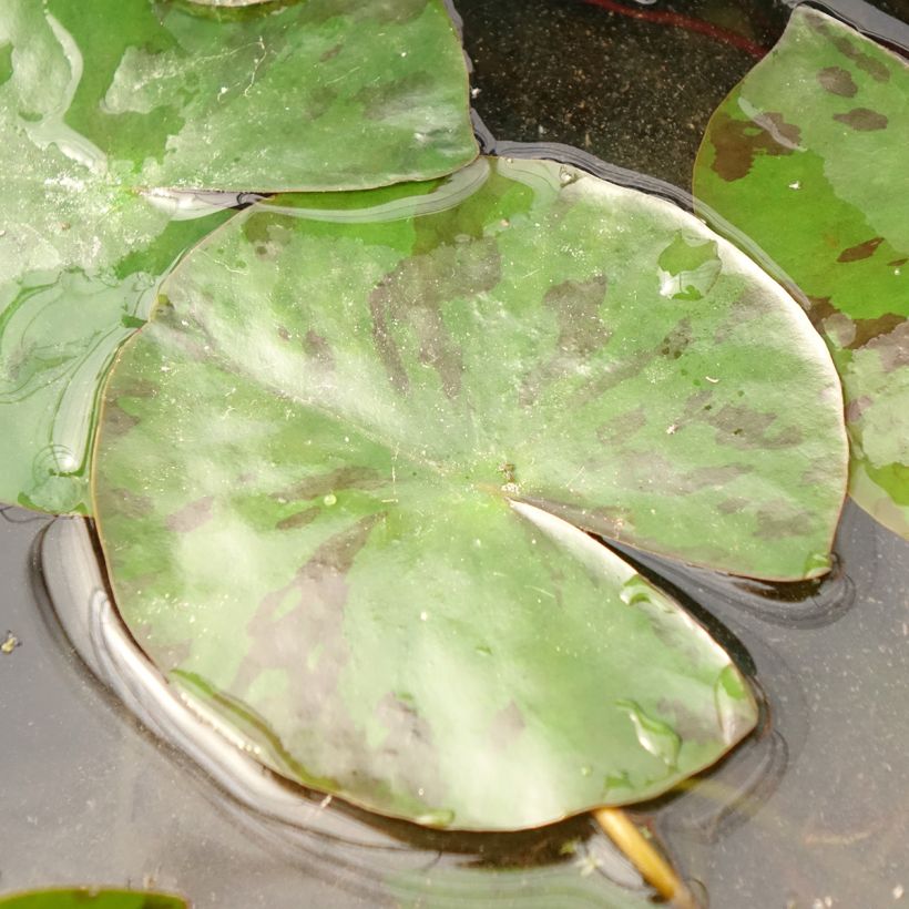 Nymphaea Colorado - Water Lily (Foliage)