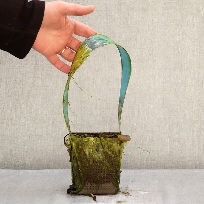 Nymphaea Colorado - Water Lily 1L/1.5L pot sample as delivered in winter