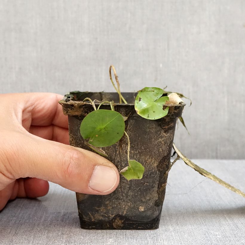 Nymphaea colorata - Cape blue waterlily 1.5L/2L pot sample as delivered in autumn