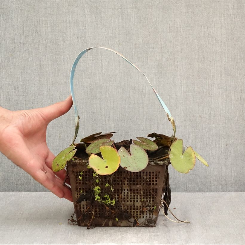 Nymphaea Comanche - Water Lily 3L/4L pot sample as delivered in autumn