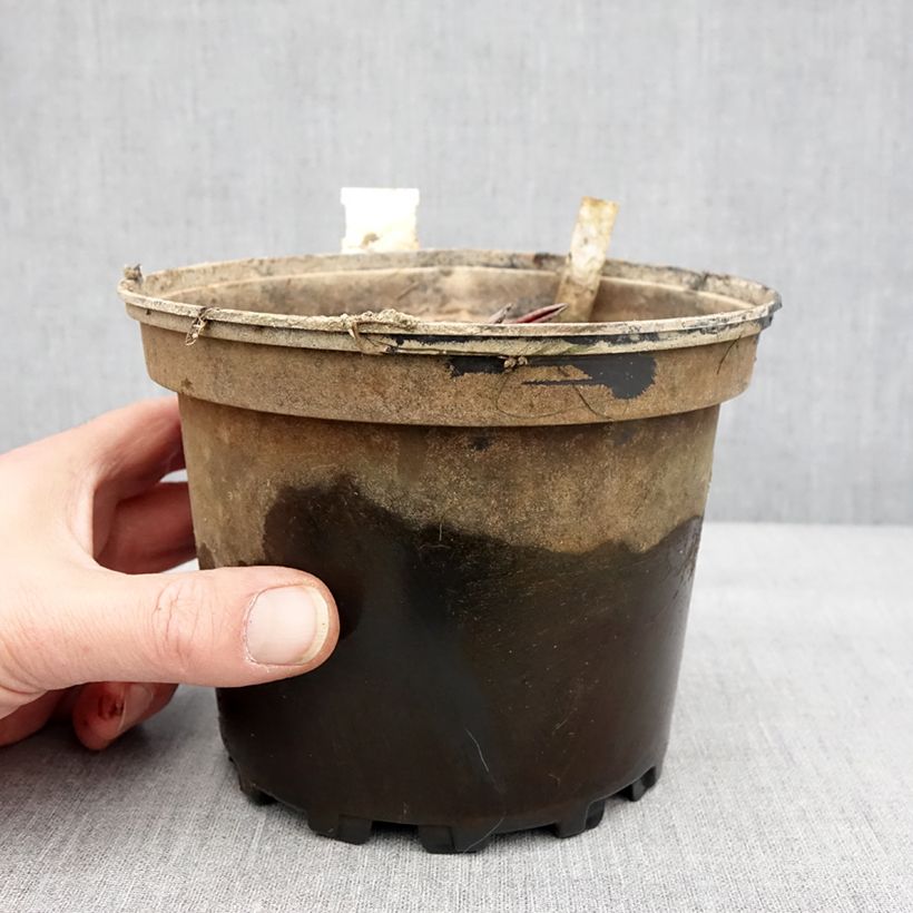 Nymphaea Conqueror 1.5L/2L pot sample as delivered in winter