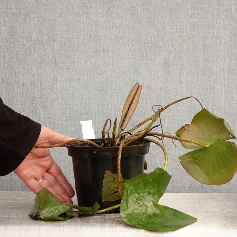 Nymphaea Conqueror 1.5L/2L pot sample as delivered in spring