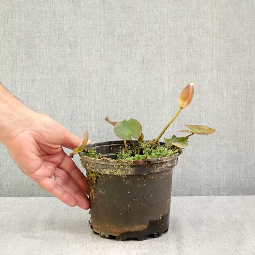 Nymphaea Cynthia Ann 1.5L/2L pot sample as delivered in summer