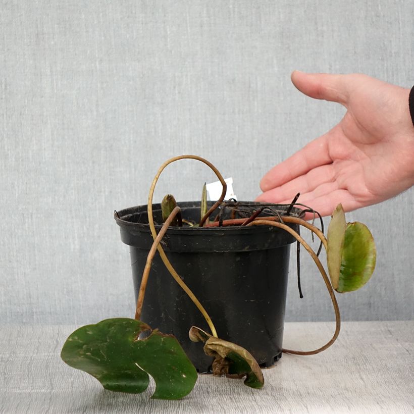 Nymphaea Cynthia Ann 1.5L/2L pot sample as delivered in spring