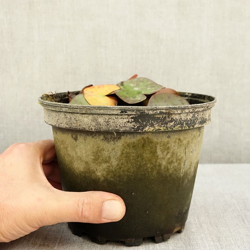 Nymphaea Dahlia - Nénuphar rustique rose double Pot de 1,5L/2L sample as delivered in summer
