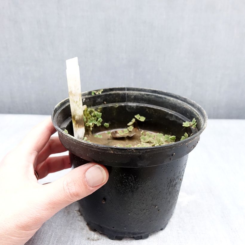 Nymphaea Darwin 1.5L/2L pot sample as delivered in winter