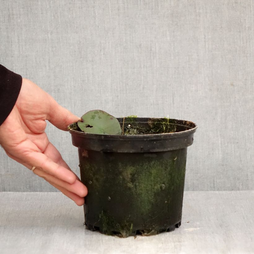 Nymphaea Double Yellow 1.5L/2L pot sample as delivered in autumn