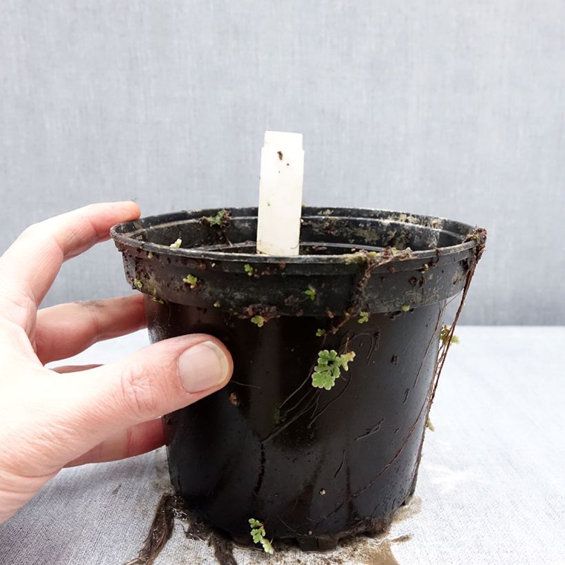 Nymphaea Double Yellow 1.5L/2L pot sample as delivered in winter