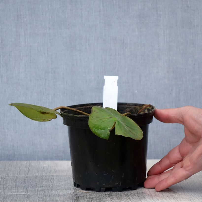 Nymphaea Ellisiana 1.5L/2L pot sample as delivered in spring