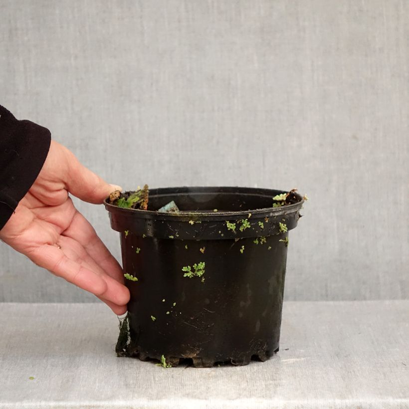 Nymphaea Eros 1.5L/2L pot sample as delivered in autumn