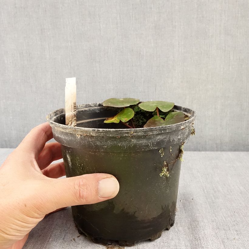 Nymphaea Eros 1.5L/2L pot sample as delivered in summer