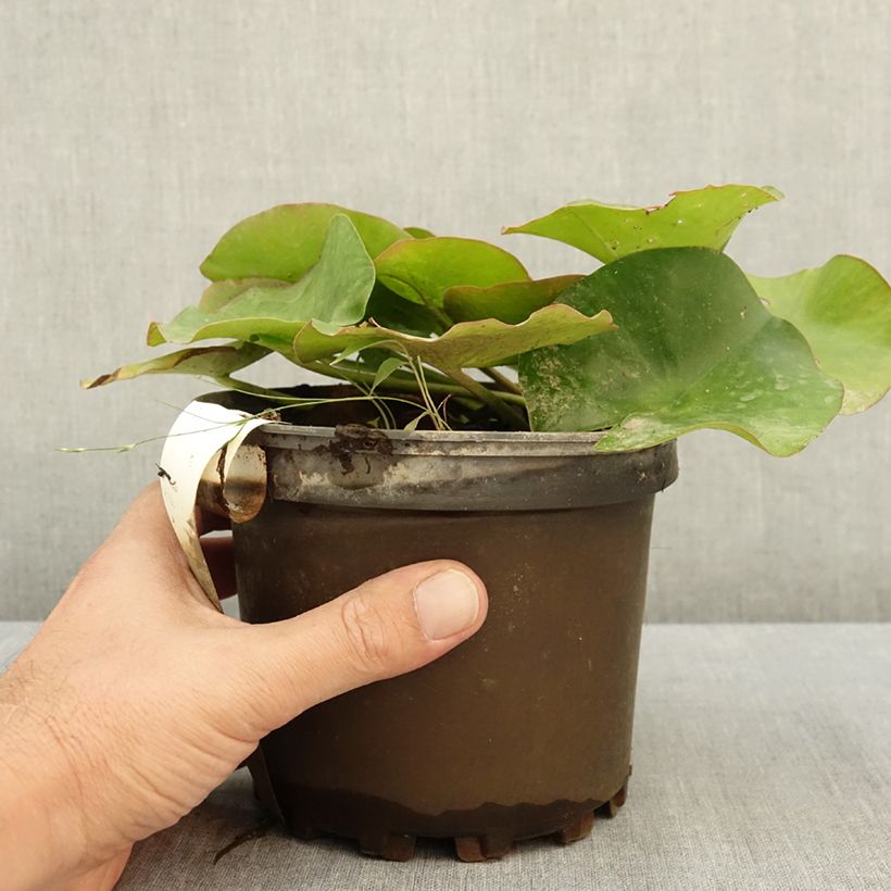 Nymphaea Escarboucle - Waterlily 1.5L/2L pot sample as delivered in summer
