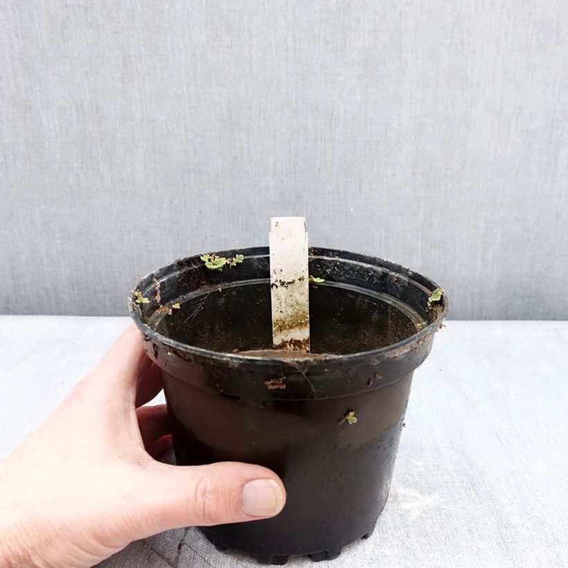 Nymphaea Escarboucle - Waterlily 1.5L/2L pot sample as delivered in winter