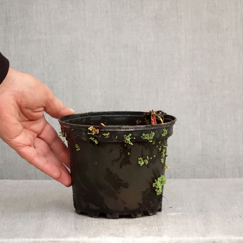 Nymphaea Fire Opal - Water Lily 1.5L/2L pot sample as delivered in autumn