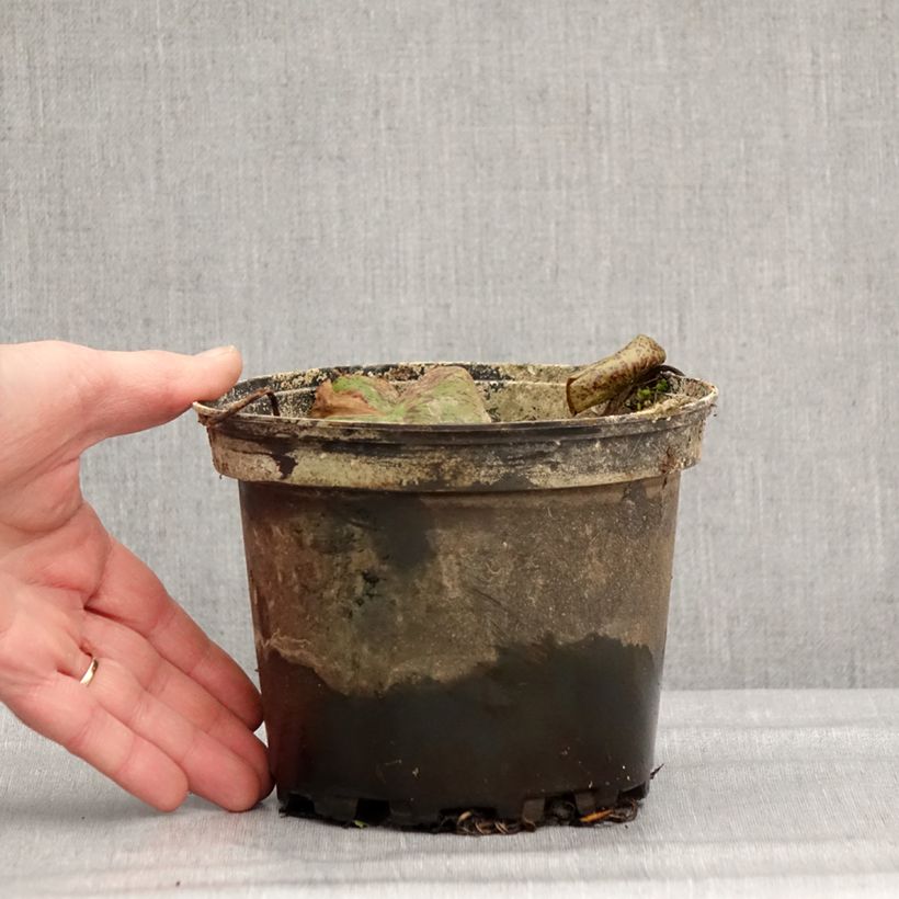 Nymphaea Florida Sunset 1.5L/2L pot sample as delivered in winter