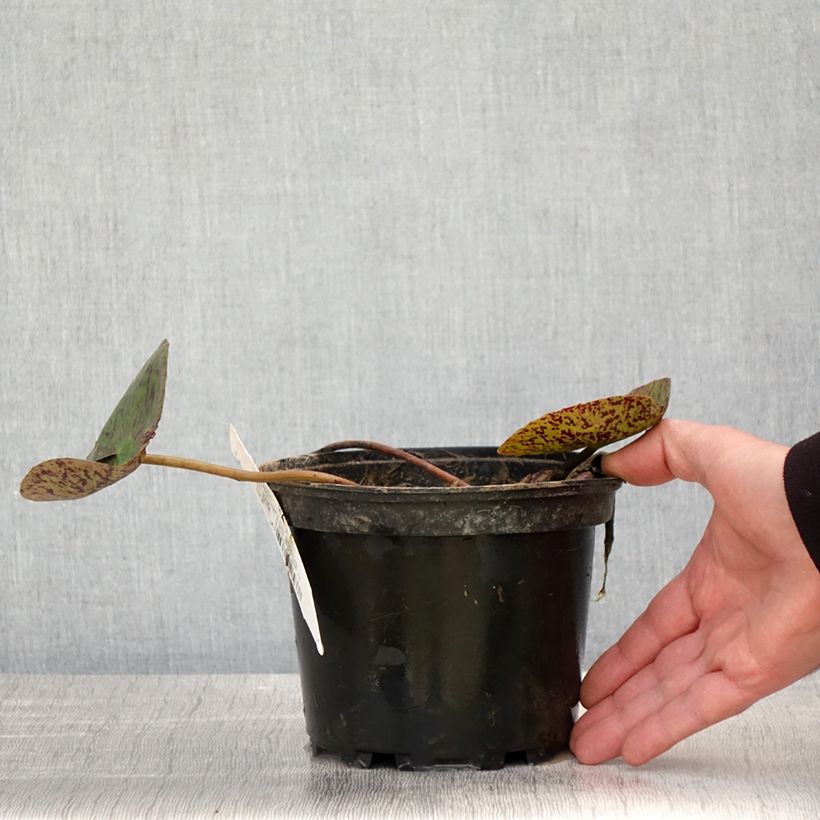 Nymphaea Florida Sunset 1.5L/2L pot sample as delivered in spring