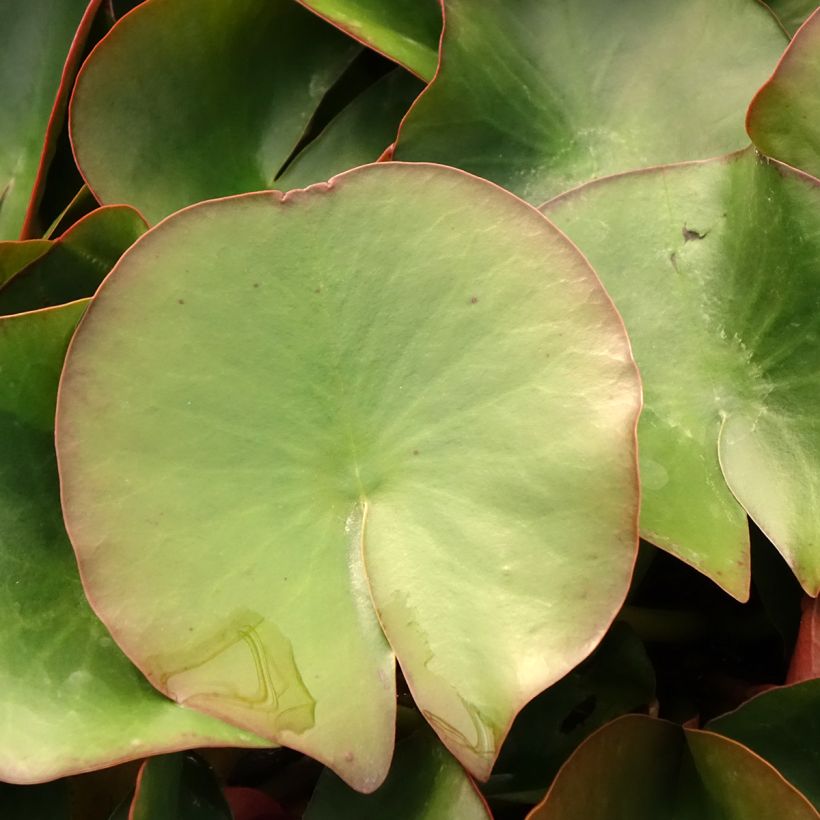 Nymphaea alba var. rubra Froebelii (Foliage)