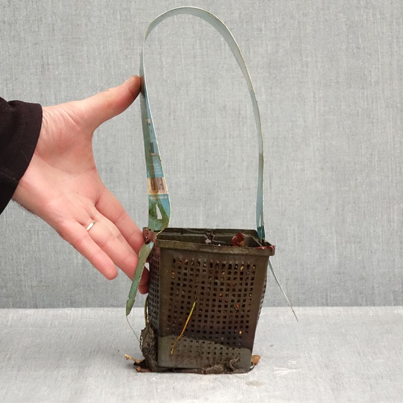 Nymphaea Gladstoniana - hardy nymphaea 1L/1.5L pot sample as delivered in autumn