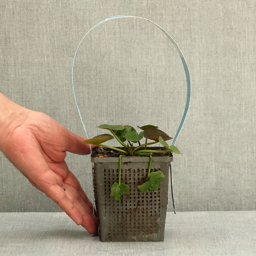 Nymphaea Gonnere - Water Lily 1L/1.5L pot sample as delivered in spring