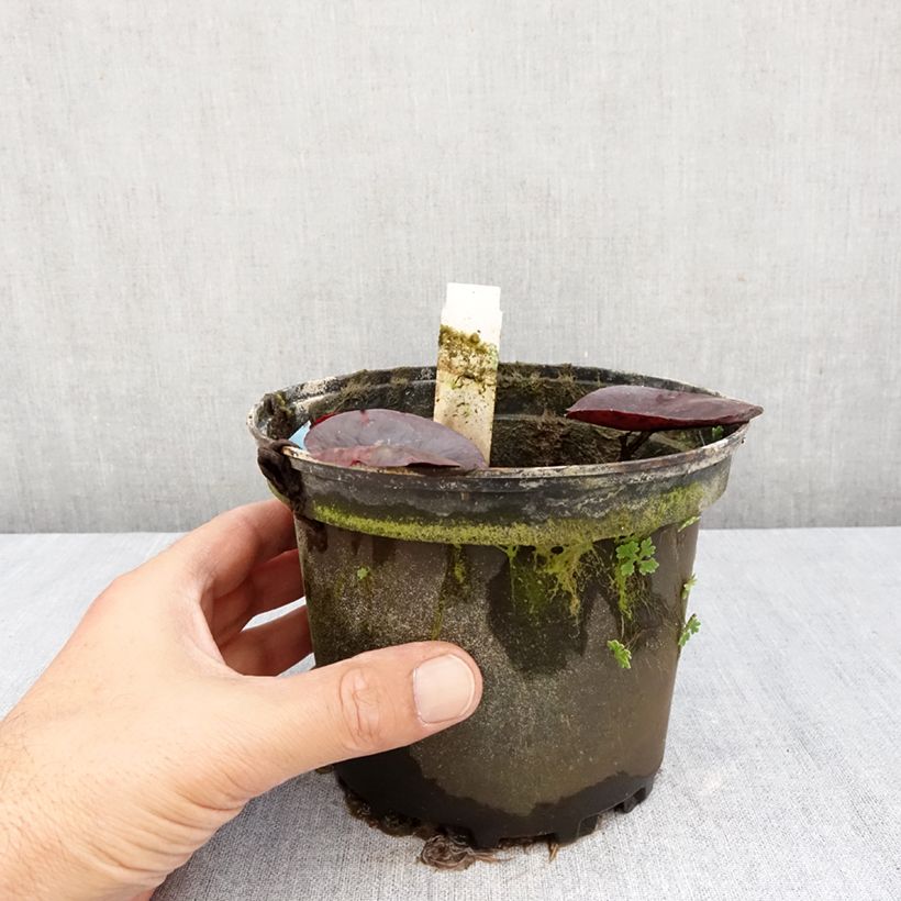 Nymphaea Gregg's Orange Beauty 1.5L/2L pot sample as delivered in autumn