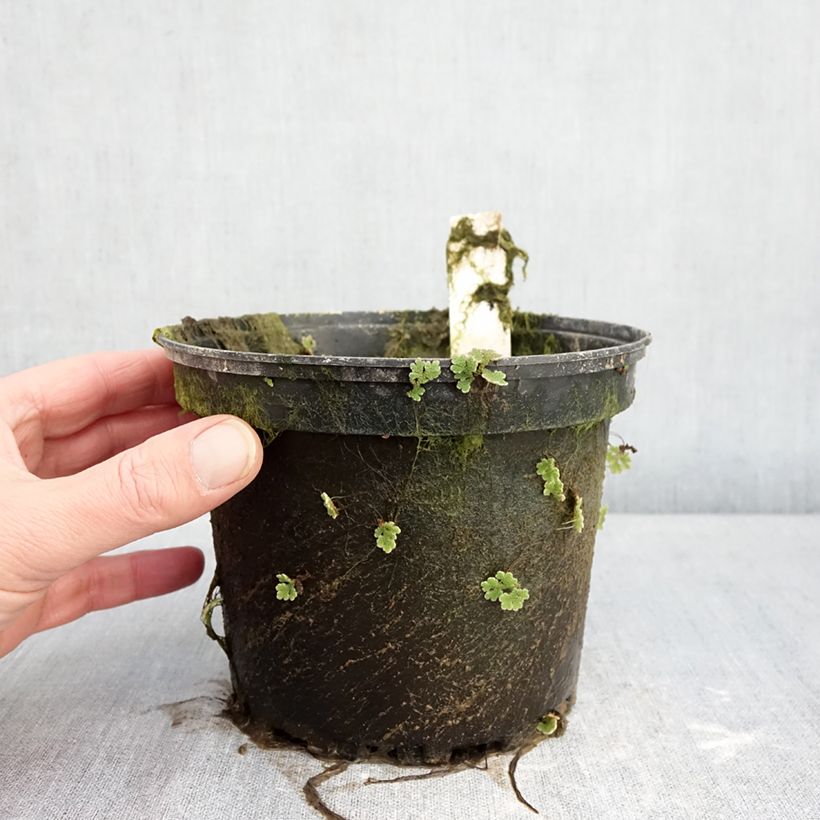 Nymphaea Gregg's Orange Beauty 1.5L/2L pot sample as delivered in winter