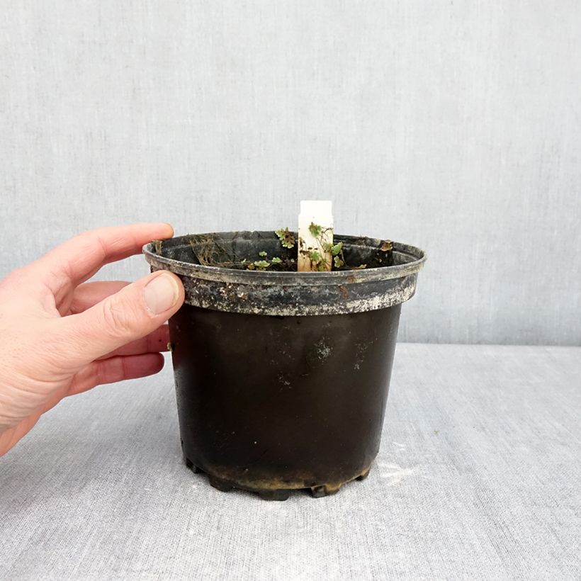 Nymphaea Gypsy - Waterlily 1.5L/2L pot sample as delivered in winter